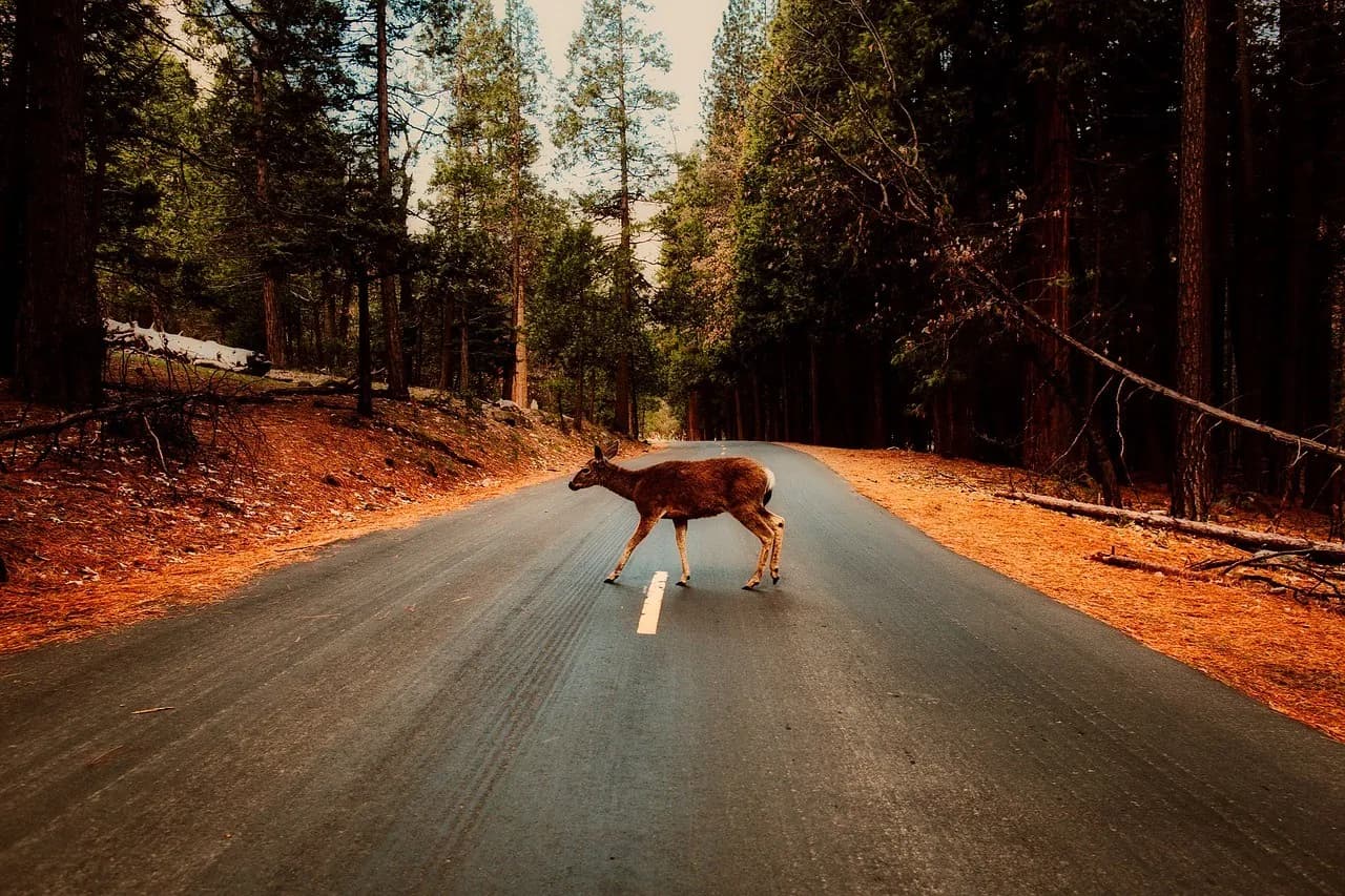 Des radars routiers… spécial animaux